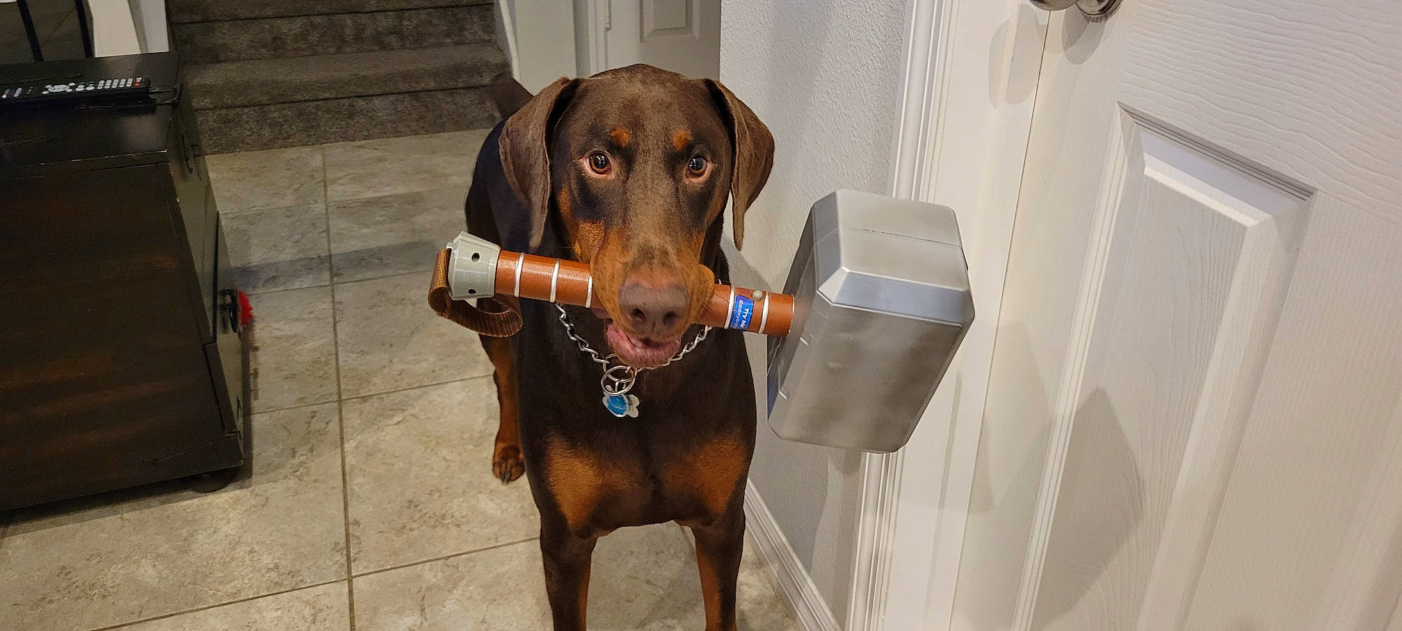 Thor Dog Of Thunder is registered to the contest to win money with this photo: canidae, carnivore, collar, companion_dog, dog, dog_breed, dog_collar, dog_supply, fawn, flooring, fur, guard_dog, hound, leash, liver, pet_supply, snout, sporting_group, whiskers, working_animal