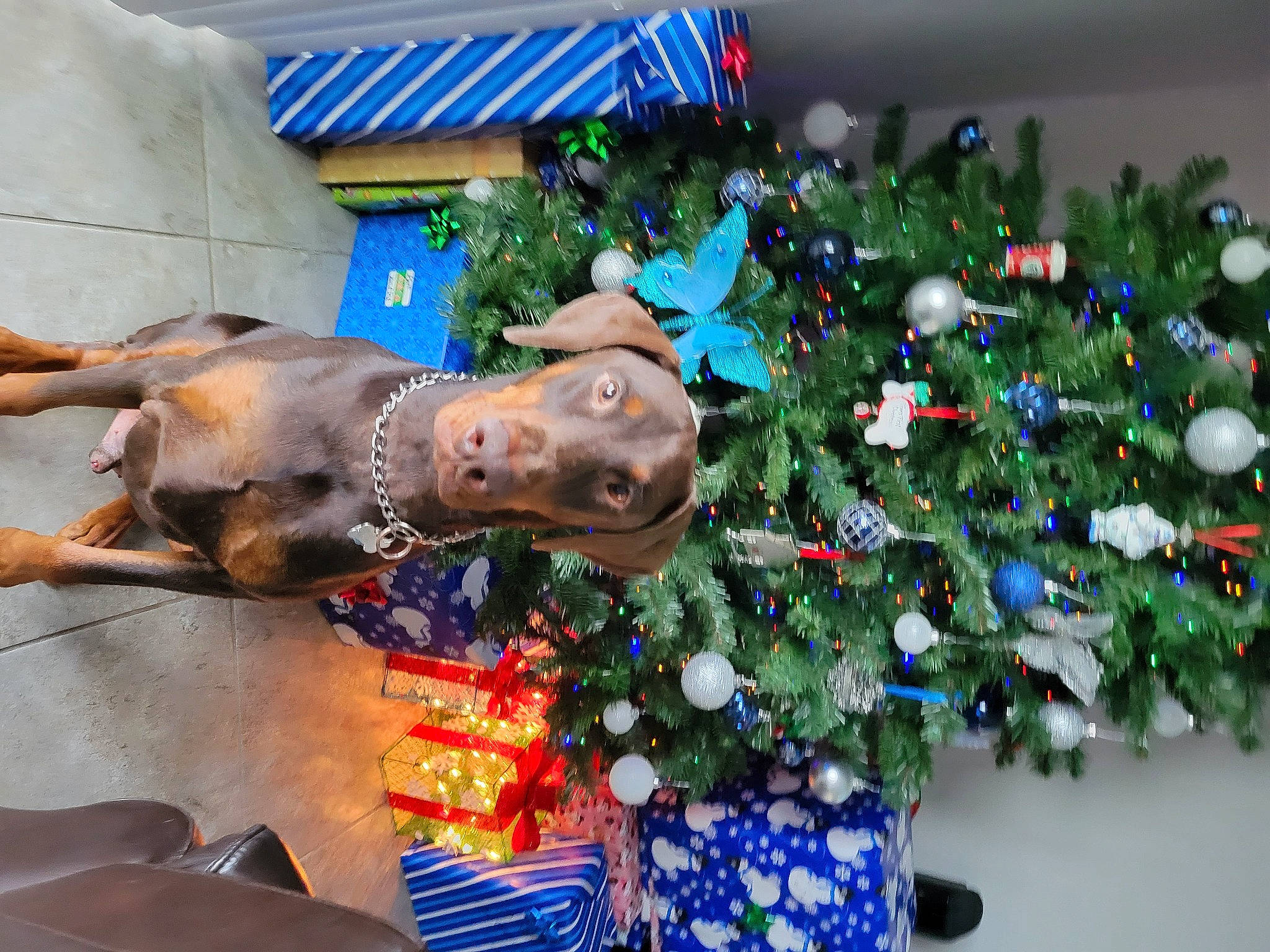 Thor Dog Of Thunder joined the competition — help win amazing prizes! blue, christmas, christmas_decoration, christmas_ornament, christmas_tree, conifer, event, evergreen, fashion_accessory, fawn, holiday, holiday_ornament, interior_design, ornament, pine, plant, snout, tradition, tree, working_animal