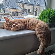 Loki is registered to the contest to win money with this photo: cat, ginger_cat, sleeping, windowsill, plant, window, indoor, cozy, resting, feline, nap, fur, domestic_animal, houseplant, natural_light, peaceful, curled_paw, architecture, stone_building, radiator