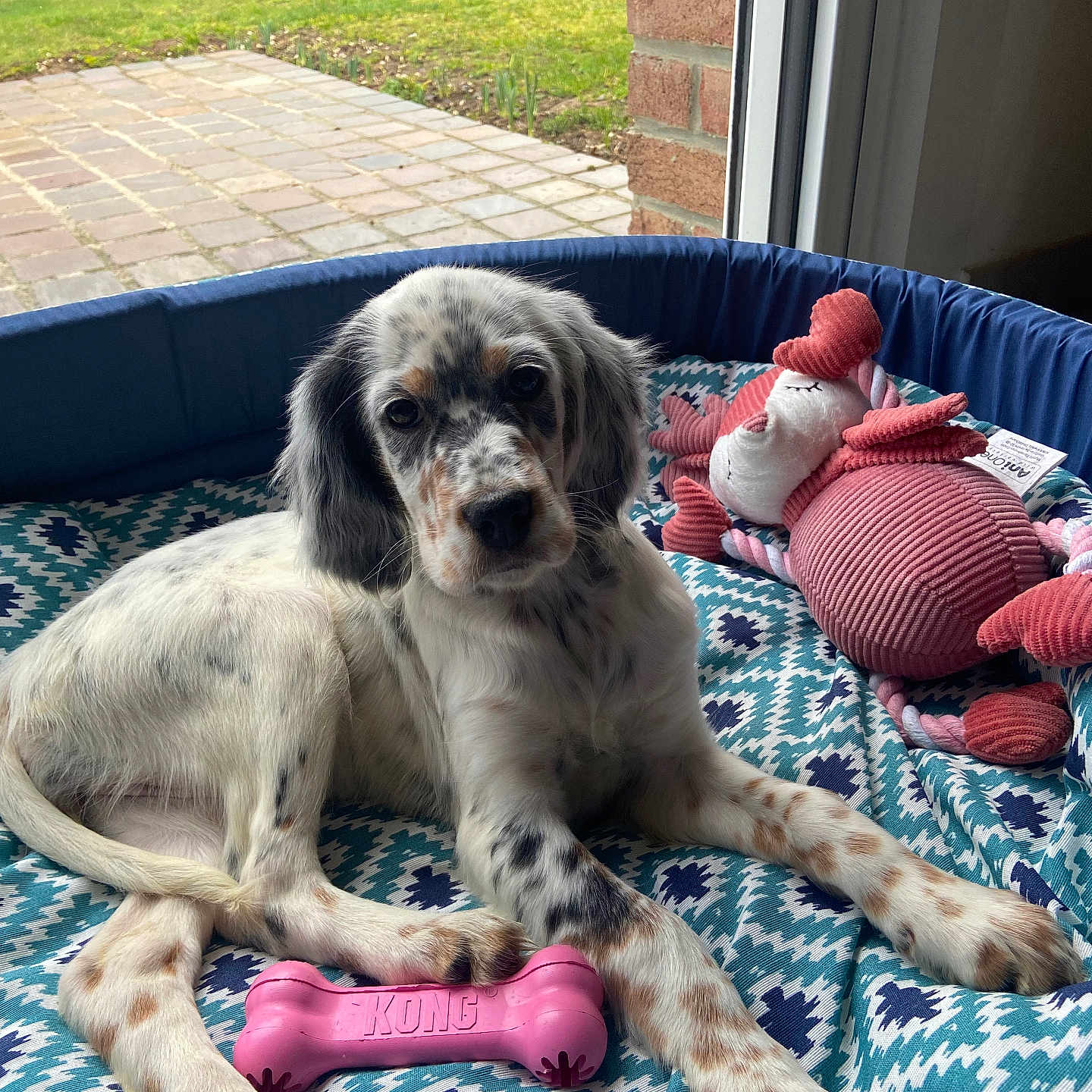 Ullya participe au concours pour gagner de l'argent avec cette photo : animal, baby, canine, couch, cushion, dog, face, furniture, grass, head, homedecor, hound, person, pet, photography, plant, pointer, portrait, puppy, toy