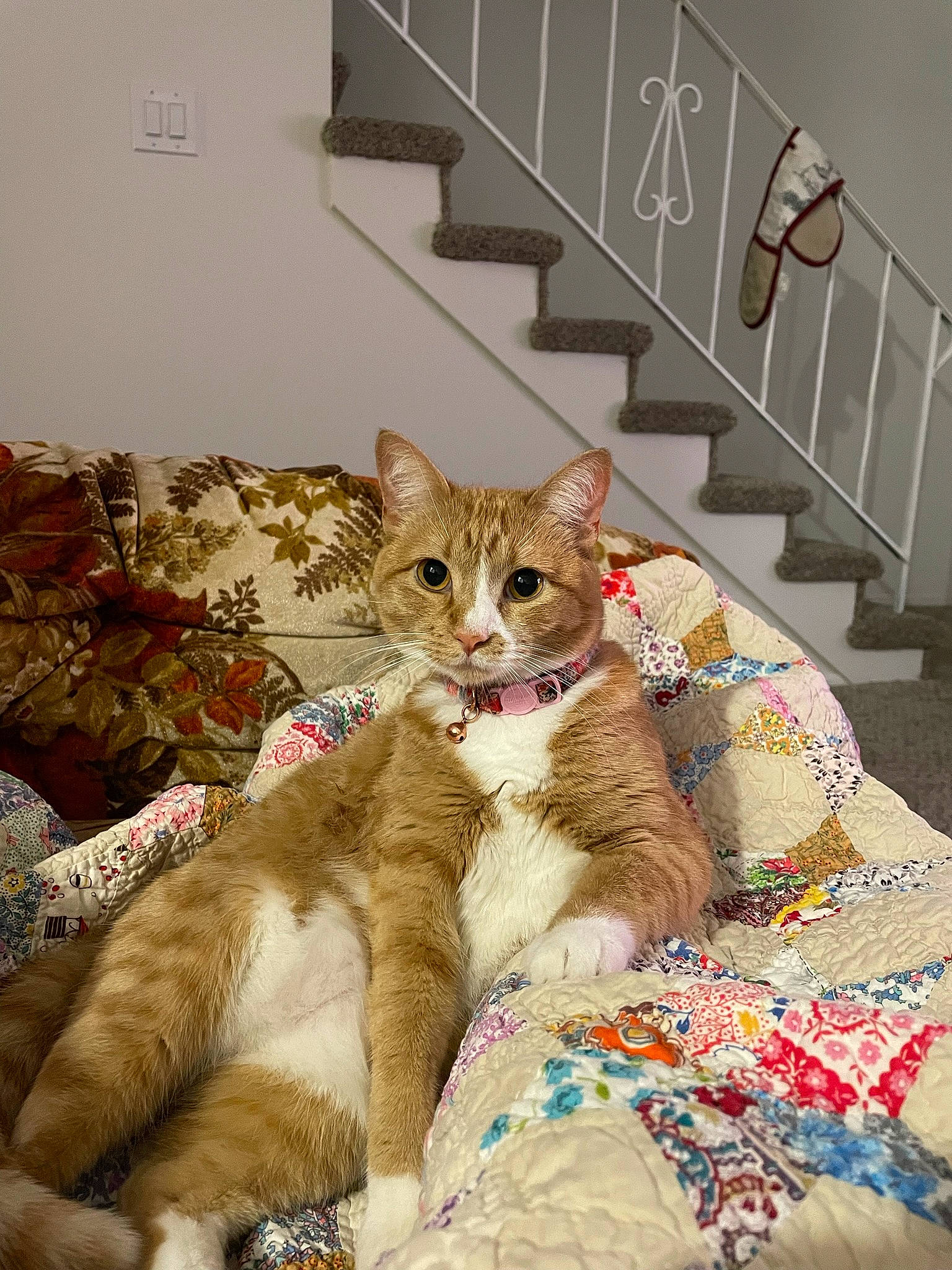 Azula joined the competition — help win amazing prizes! bedding, carnivore, cat, claw, comfort, domestic_short_haired_cat, fawn, felidae, fur, handrail, linens, paw, photo_caption, room, small_to_medium_sized_cats, snout, stairs, tail, terrestrial_animal, whiskers