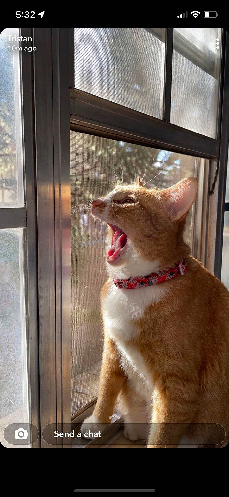 Azula joined the competition — help win amazing prizes! canidae, carnivore, cat, claw, collar, curtain, domestic_short_haired_cat, fang, fawn, felidae, fur, glass, paw, small_to_medium_sized_cats, snout, tail, whiskers, window, wood, yawn