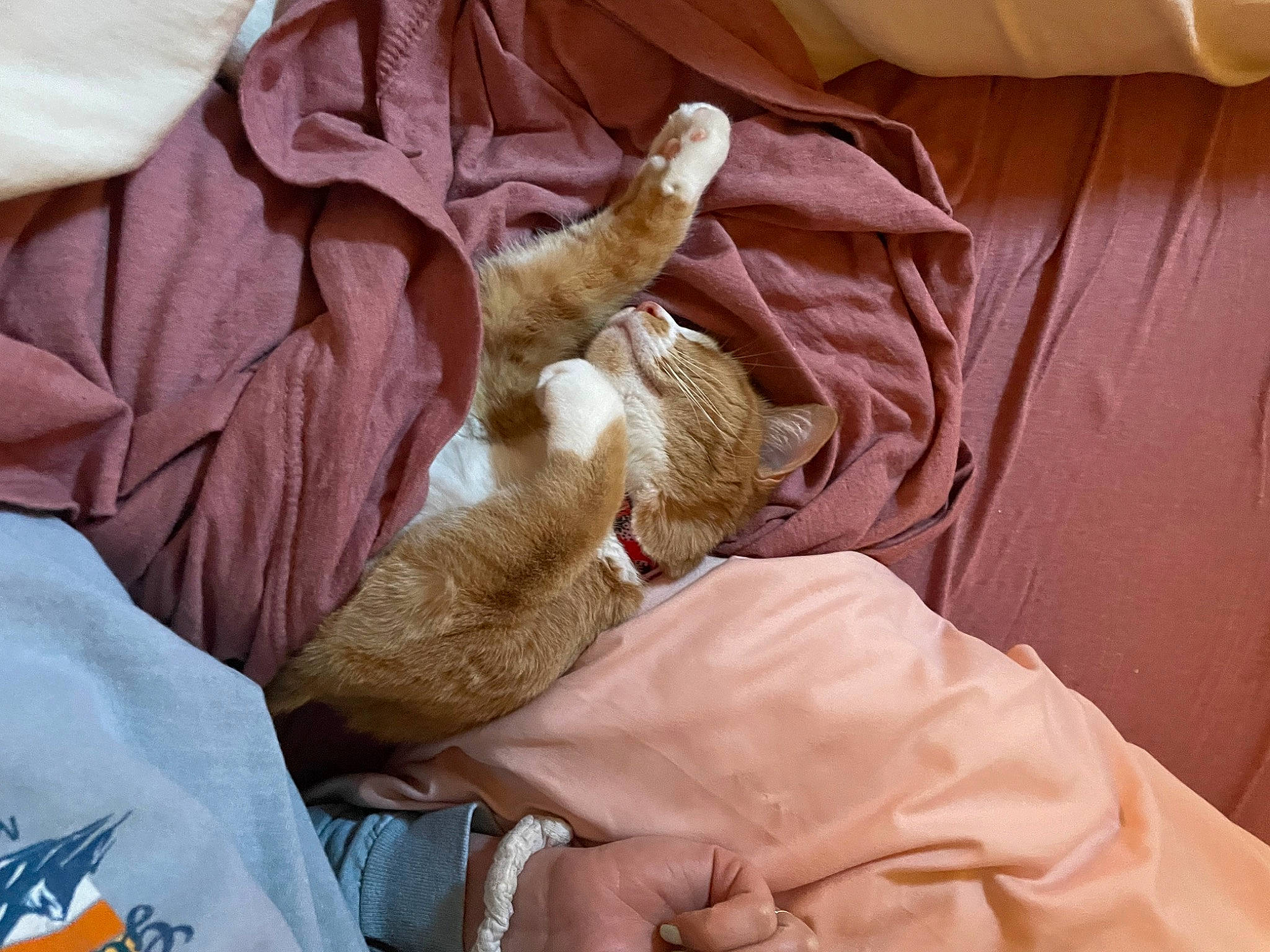 Azula joined the competition — help win amazing prizes! blanket, cat, comfort, domestic_short_haired_cat, elbow, fawn, felidae, finger, fur, linens, nail, paw, room, small_to_medium_sized_cats, textile, whiskers, wood, wrinkle, wrist