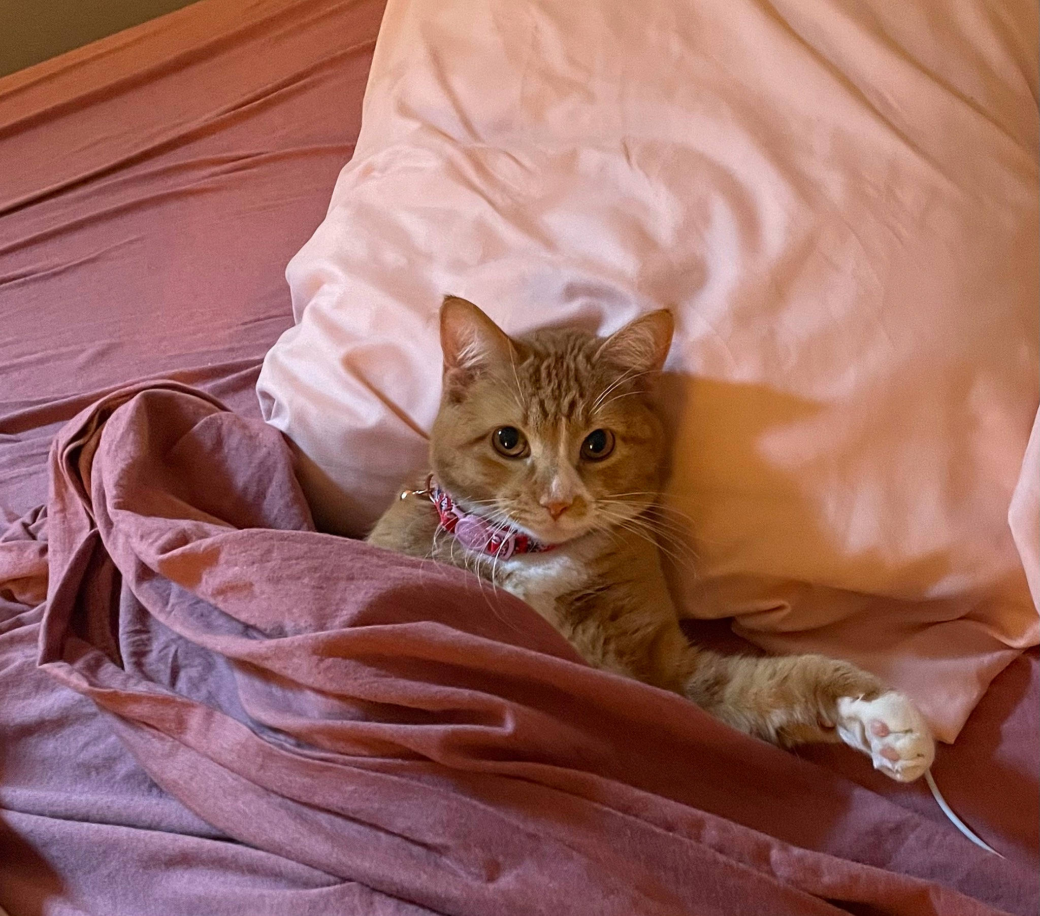 Azula joined the competition — help win amazing prizes! bed, bed_sheet, bedding, carnivore, cat, claw, comfort, domestic_short_haired_cat, fawn, felidae, fur, linens, paw, room, sitting, sleeve, small_to_medium_sized_cats, textile, tree, whiskers