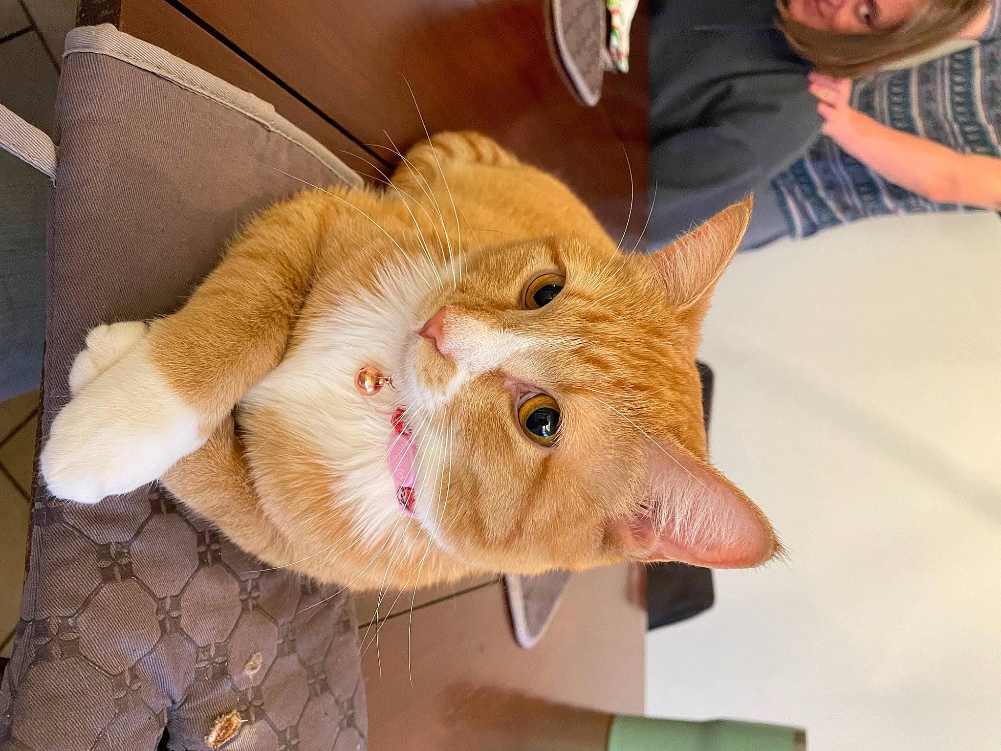 Azula is registered to the contest to win money with this photo: carnivore, cat, child, claw, domestic_short_haired_cat, ear, fawn, felidae, fur, nail, pattern, peach, plant, small_to_medium_sized_cats, snout, terrestrial_animal, whiskers, wood, wrinkle