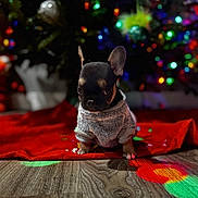 Dusty Rose joined the competition — help win amazing prizes! blurred_background, celebration, christmas_lights, christmas_tree, colorful_lights, cozy, cute, decorations, dog, festive, holiday, holiday_season, indoor, pet, puppy, red_blanket, small_dog, sweater, warm, wooden_floor
