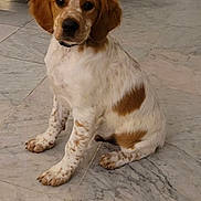 Tommy participe au concours pour gagner de l'argent avec cette photo : puppy, dog, sitting, marble_floor, brown_spots, floppy_ears, pet, young_dog, indoor, cute, animal, canine, fur, looking, front_view, domestic_animal, adorable, four_legs, white_fur, companion
