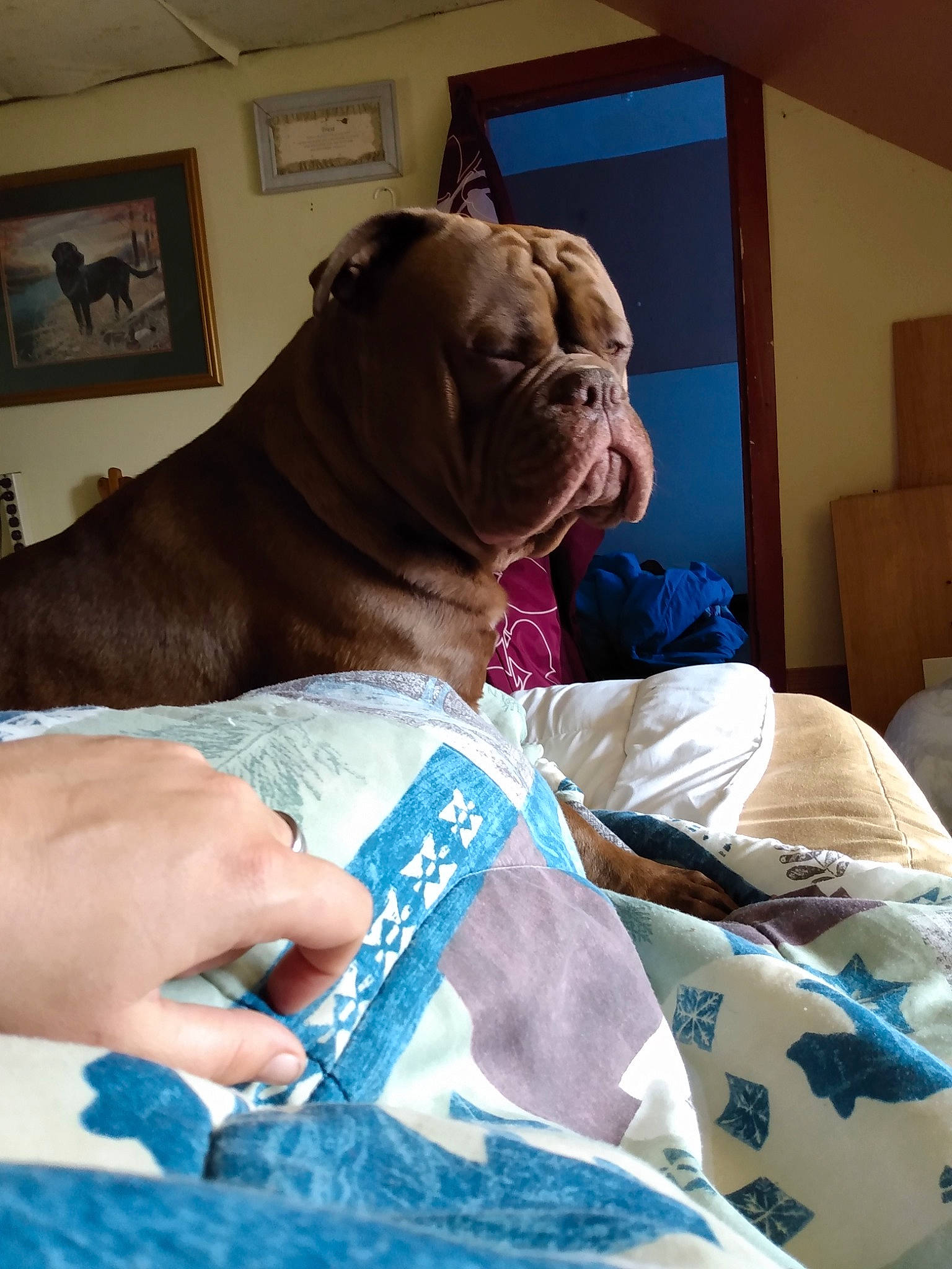 Dozzer joined the competition — help win amazing prizes! american_bulldog, bulldog, canidae, carnivore, companion_dog, dog, dog_breed, fawn, molosser, neapolitan_mastiff, non_sporting_group, old_english_bulldog, shar_pei, sporting_group, wrinkle