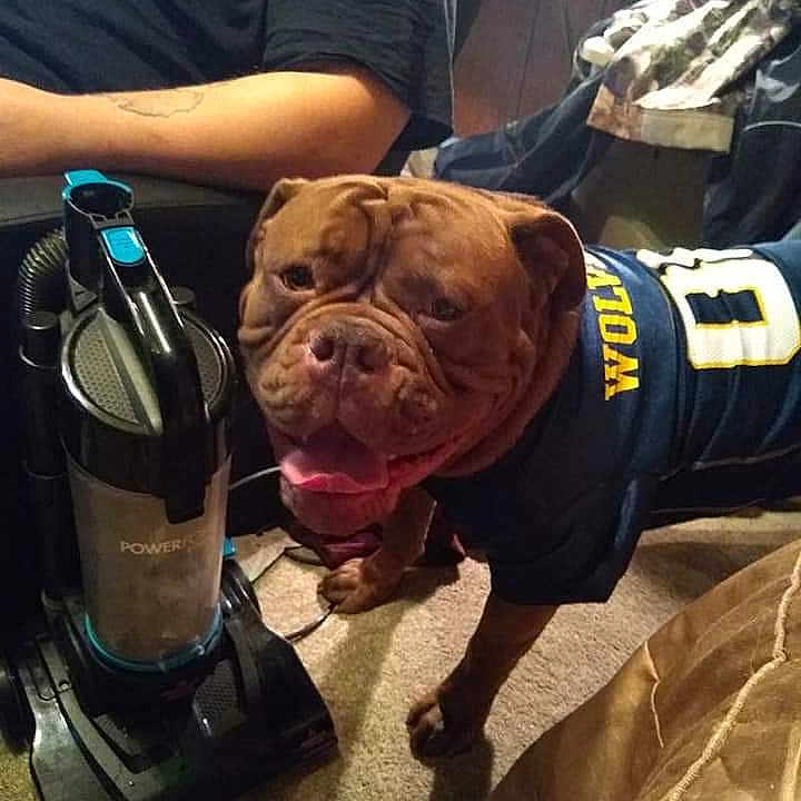 Dozzer joined the competition — help win amazing prizes! american_bulldog, american_pit_bull_terrier, bandog, bulldog, canidae, carnivore, companion_dog, dog, dog_breed, dogue_de_bordeaux, fawn, guard_dog, non_sporting_group, old_english_bulldog, olde_english_bulldogge, personal_protective_equipment, pit_bull, snout, sporting_group