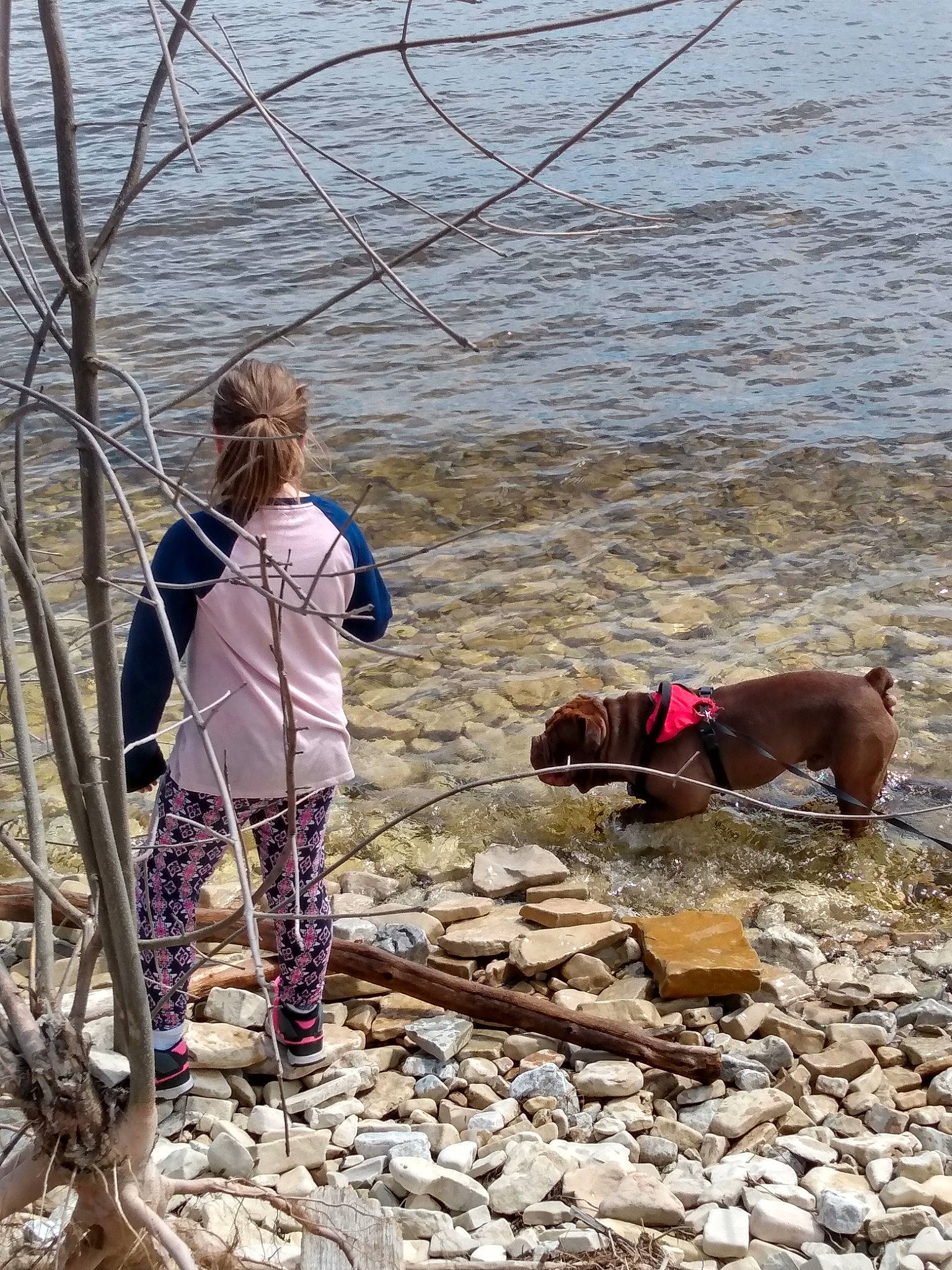 Dozzer is registered to the contest to win money with this photo: canidae, carnivore, dog, dog_breed, dog_hiking, dog_walking, fawn, hunting_dog, sporting_group