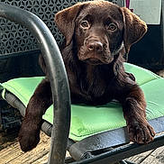Katie joined the competition — help win amazing prizes! puppy, dog, labrador_retriever, brown_dog, pet, animal, chair, cushion, wooden_floor, outdoor, metal_frame, resting, cute, young_dog, canine, portrait, looking_at_camera, domestic_animal, companion, relaxed
