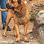 Duke is registered to the contest to win money with this photo: alert, animal, black_shoes, brown_dog, canine, chain_collar, dirt_path, dog, fur, ground, jeans, looking_away, nature, outdoor, paws, person_legs, pet, rocks, standing, tail