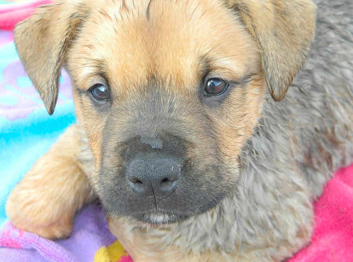 Duke