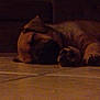 Duke joined the competition — help win amazing prizes! animal, brown_fur, calm, canine, cozy, dark, dog, domestic_animal, floor, home, indoors, low_light, lying_down, paw, pet, quiet, relaxation, resting, sleeping, tile_floor