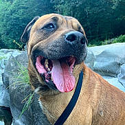Duke is registered to the contest to win money with this photo: adventure, animal, canine, close_up, daylight, dog, ears, forest, fur, greenery, happy, leash, muzzle, nature, outdoor, pet, rocks, smiling, tongue_out, wet_nose