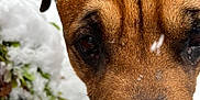Duke joined the competition — help win amazing prizes! animal, canine, close_up, cold, cute, dog, eyes, face, fur, greenery, muzzle, nature, nose, outdoor, pet, portrait, snow, snowflakes, wet, winter