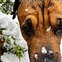 animal, canine, close_up, cold, cute, dog, eyes, face, fur, greenery, muzzle, nature, nose, outdoor, pet, portrait, snow, snowflakes, wet, winter