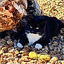 cat, black_and_white, animal, outdoor, rocks, sunlight, nature, fur, pet, whiskers, relaxed, lying_down, closeup, wildlife, daylight, mammal, paws, texture, ground, no_humans