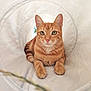 animal, cat, closeup, curious, cute, domestic_animal, ears, feline, fur, indoor, looking_at_camera, orange_tabby, paws, pet, portrait, relaxed, soft_light, tunnel, whiskers, white_background