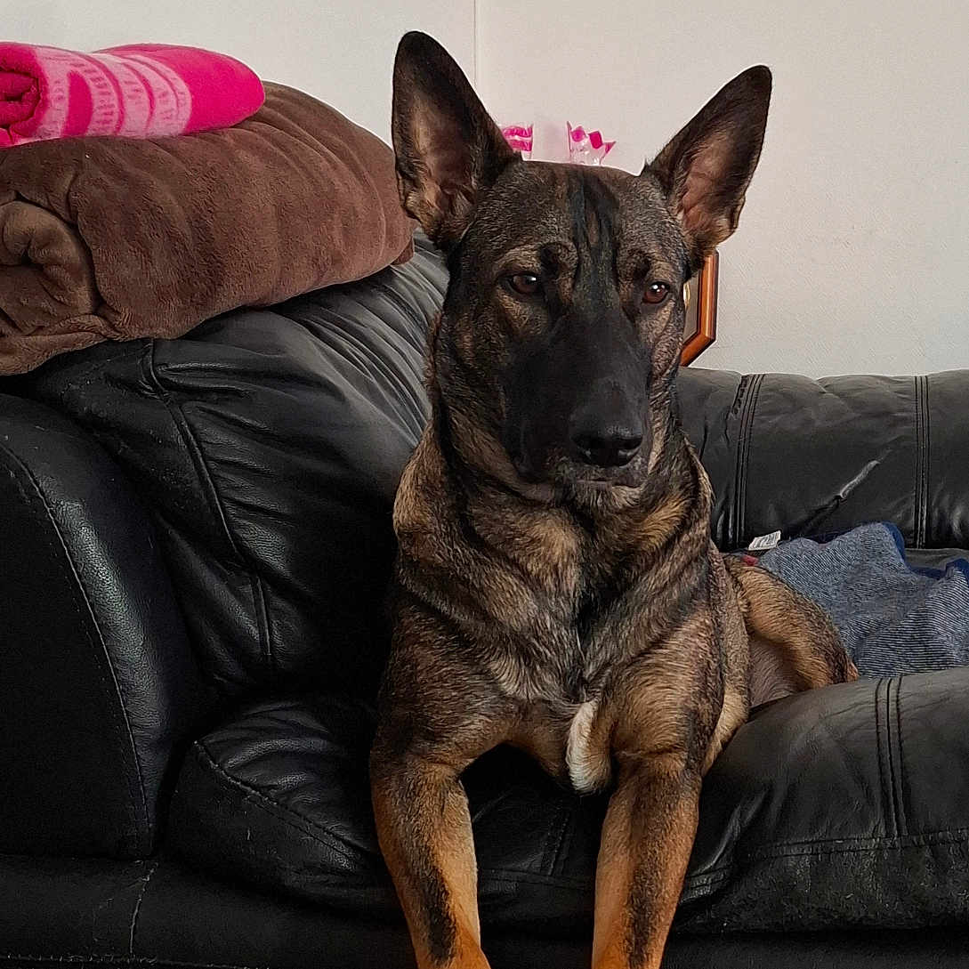 Nala a rejoint le concours — aidez-le/la à gagner de superbes lots ! animal, black, blanket, brown, canine, companion, dog, domestic, ears, furniture, home, indoor, leather_couch, living_room, paws, pet, portrait, relaxed, resting, sitting