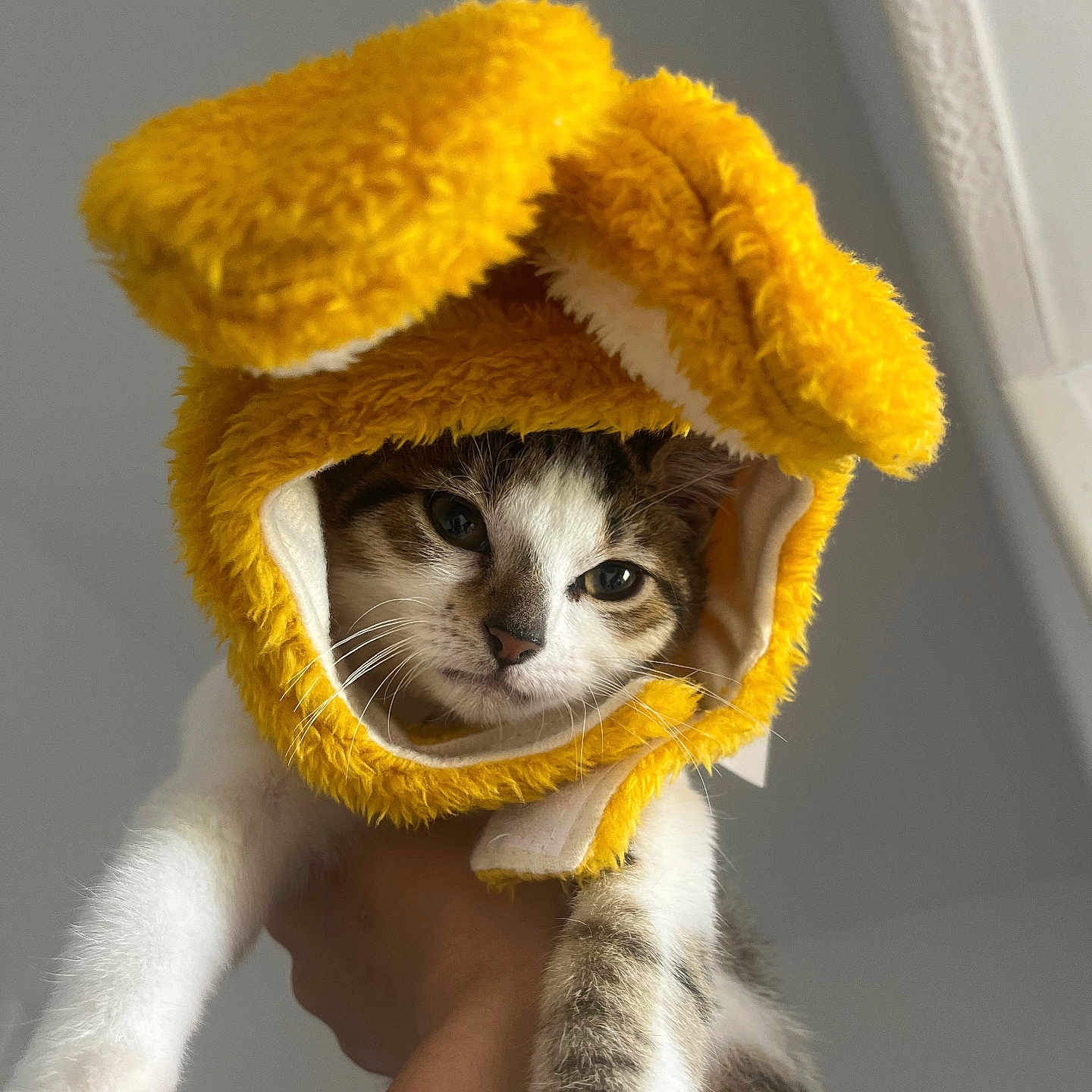 Tigrou participe au concours pour gagner de l'argent avec cette photo : adorable, animal, cat, close_up, costume, cute, ears, face, feline, fluffy, funny, hand_holding, indoor, looking_at_camera, pet, portrait, soft_texture, striped_fur, white_paws, yellow_hat