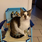 Tigrou participe au concours pour gagner de l'argent avec cette photo : cat, chair, indoor, pet, animal, feline, tiled_floor, curious, seated, blue, beige, cartoon, eyes, whiskers, ears, tail, domestic, house, cute, looking