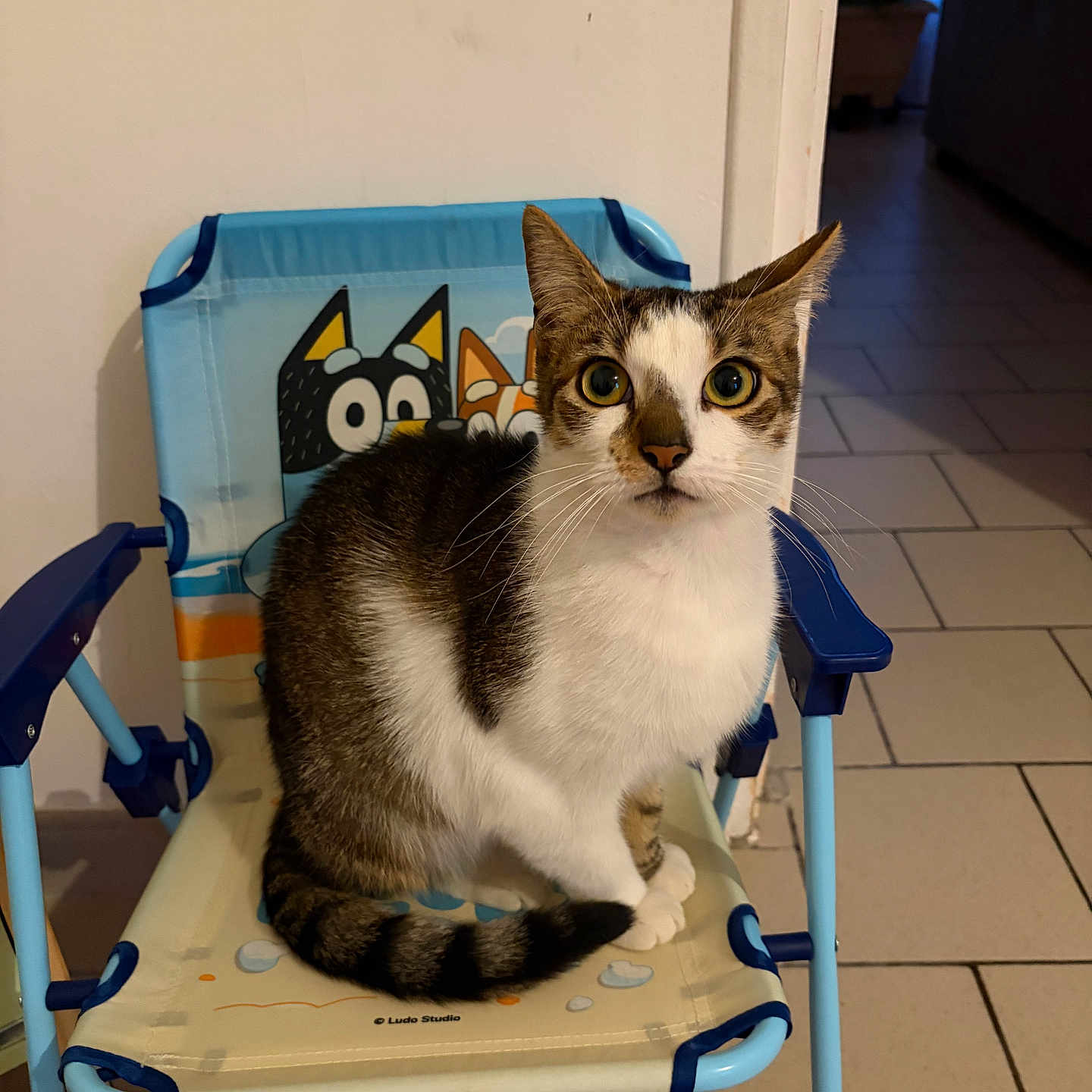 Tigrou participe au concours pour gagner de l'argent avec cette photo : cat, chair, indoor, pet, animal, feline, tiled_floor, curious, seated, blue, beige, cartoon, eyes, whiskers, ears, tail, domestic, house, cute, looking