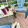 Romy a rejoint le concours — aidez-le/la à gagner de superbes lots ! cat, calico_cat, leash, wooden_table, plastic_chair, beverage, outdoor, deck, person, jeans, sneakers, greenery, tree, building, daylight, relaxing, curious, frosted_drink, nature, pets