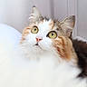 cat, calico_cat, close_up, fluffy, green_eyes, whiskers, curious, pet, animal, feline, soft_focus, indoor, portrait, cute, fur, nose, ears, looking_up, domestic_cat, adorable