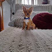 Tot is registered to the contest to win money with this photo: alert, animal, bed, blanket, blue_collar, cozy, curtain, cute, dog, ears, furniture, indoor, lamp, pet, pillow, plush, puppy, sitting, small_dog, window