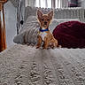 alert, animal, bed, blanket, blue_collar, cozy, curtain, cute, dog, ears, furniture, indoor, lamp, pet, pillow, plush, puppy, sitting, small_dog, window