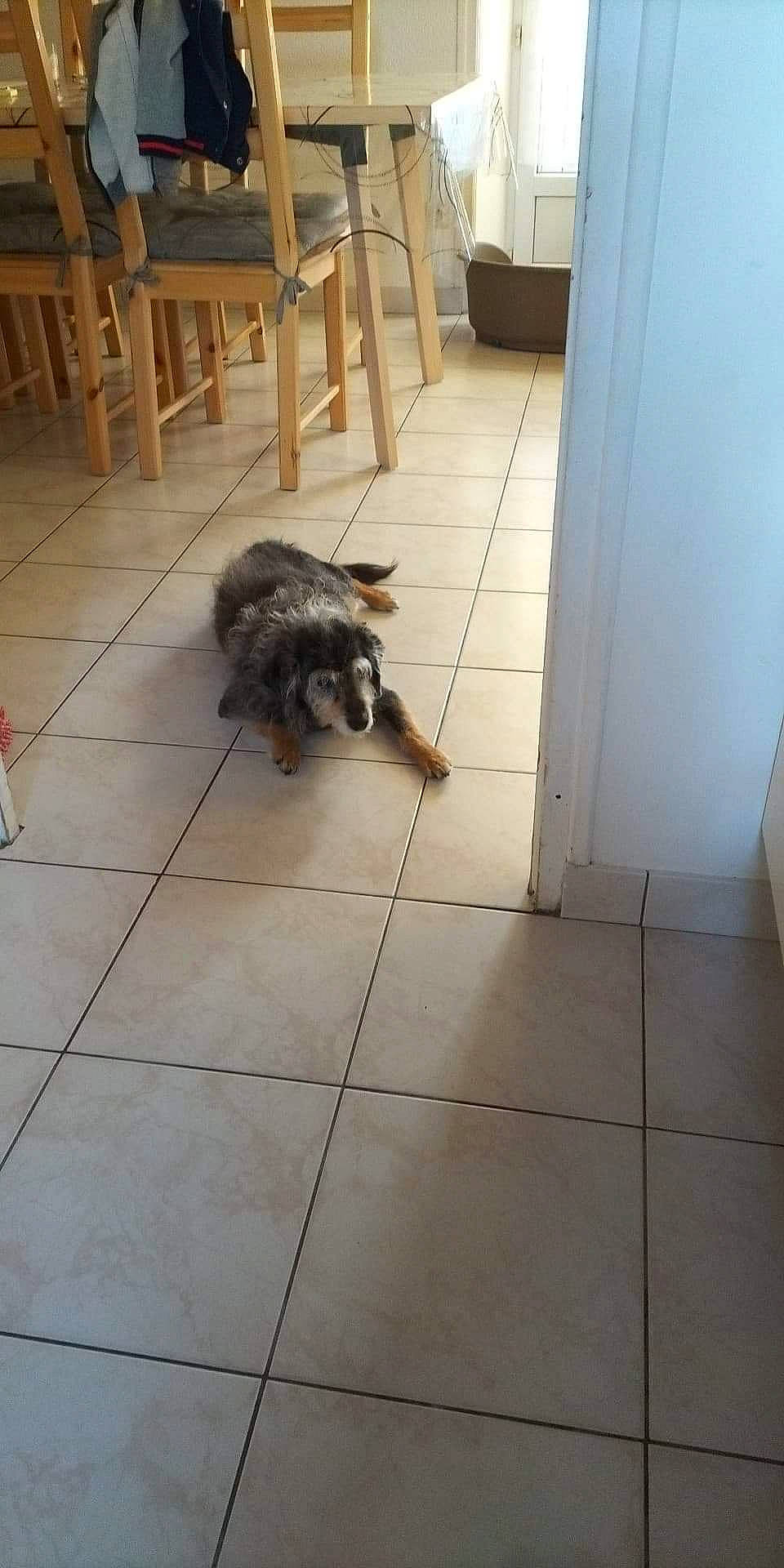 Caline a rejoint le concours — aidez-le/la à gagner de superbes lots ! carnivore, companion_dog, dog_breed, felidae, floor, flooring, fur, hardwood, laminate_flooring, room, small_to_medium_sized_cats, sporting_group, tail, tile, toy_dog, whiskers, wood, wood_flooring, wood_stain, working_animal