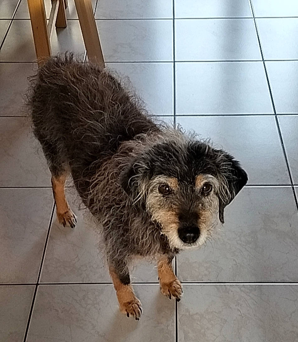 Caline a rejoint le concours — aidez-le/la à gagner de superbes lots ! canidae, carnivore, companion_dog, dog, dog_breed, dog_crate, flooring, fur, labradoodle, mammal, paw, puppy, puppy_love, small_terrier, street_dog, tail, terrestrial_animal, terrier, toy_dog, working_terrier