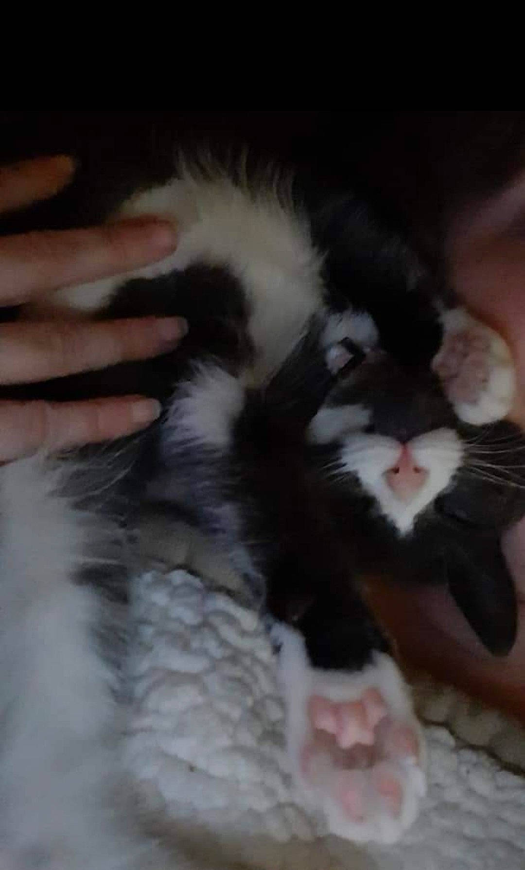 Principessa joined the competition — help win amazing prizes! carnivore, cat, claw, comfort, felidae, foot, fur, nail, natural_material, paw, small_to_medium_sized_cats, tail, terrestrial_animal, whiskers