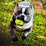 active, animal, canine, daytime, dog, ears, energetic, fetch, field, fun, grass, happy, mouth, nature, outdoor, pet, playing, running, sport, tennis_ball