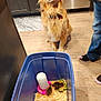golden_retriever, dog, chicks, blue_bin, wood_shavings, food, kitchen, floor, person, socks, bare_toe, cabinet, dishwasher, pet, animal, indoor, container, flooring, feeding, waiting