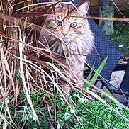 Duster is registered to the contest to win money with this photo: animal, backyard, bushes, cat, chair, closeup, curious, daylight, dry_grass, feline, fluffy, garden, green_eyes, greenery, hide_and_seek, nature, outdoor, pet, plants, wooden_fence