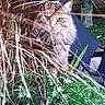 animal, backyard, bushes, cat, chair, closeup, curious, daylight, dry_grass, feline, fluffy, garden, green_eyes, greenery, hide_and_seek, nature, outdoor, pet, plants, wooden_fence