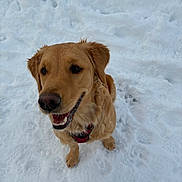 Vicky participe au concours pour gagner de l'argent avec cette photo : animal, canine, cold, companion, dog, footprints, friendly, fur, golden_retriever, happy, leash, mammal, nature, outdoor, pet, playful, smiling, snow, walking, winter