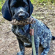 Goose joined the competition — help win amazing prizes! animal, black_and_white, cute, dirt, dog, ears, eyes, face, fur, grass, leash, nature, nose, outdoor, pet, pine_cone, playful, puppy, sitting, young_dog