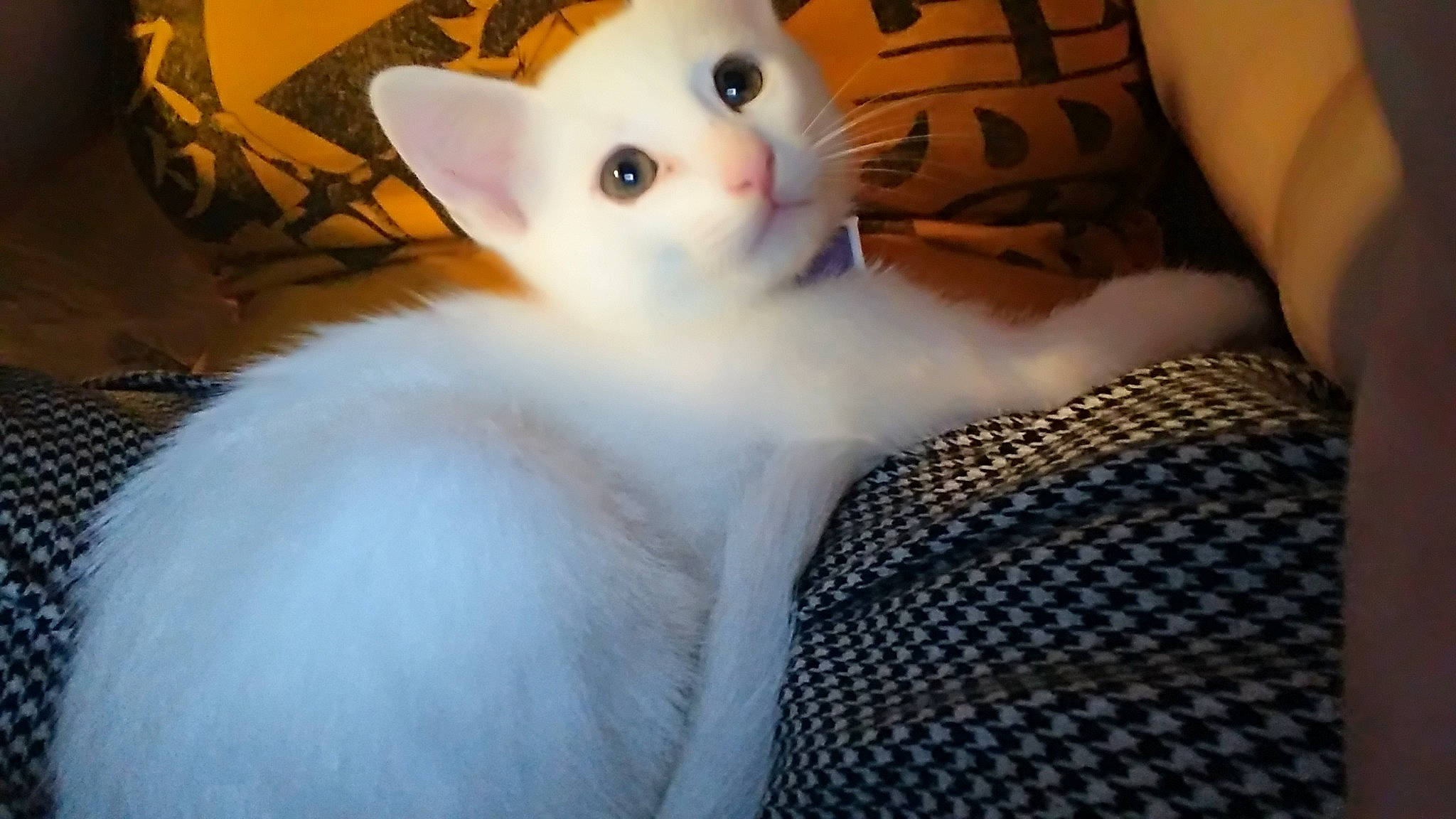 Igor is registered to the contest to win money with this photo: carnivoran, cat, cat_like_mammal, domestic_short_haired_cat, eye, face, fur, kitten, mammal, nose, organ, person, skin, small_to_medium_sized_cats, snapshot, textile, turkish_angora, turkish_van, vertebrate, whiskers