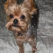 Rascal joined the competition — help win amazing prizes! dog, yorkshire_terrier, pet, small_dog, fur, ears, bed, blanket, indoor, animal, canine, cute, alert, looking_up, fur_texture, collar, domestic, companion, portrait, standing