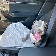 Olaf a rejoint le concours — aidez-le/la à gagner de superbes lots ! puppy, dog, car, car_interior, passenger_seat, seat_belt, towel, tongue, happy, smiling, blue_eyes, gray_fur, white_chest, collar, portrait, indoors, vehicle, travel, cute, pet
