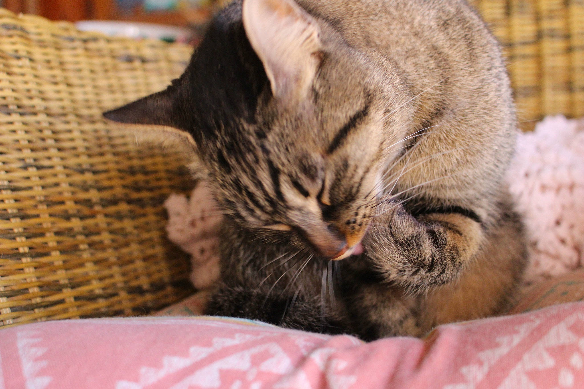 Sam participe au concours pour gagner de l'argent avec cette photo : carnivore, cat, cat_supply, claw, comfort, domestic_short_haired_cat, fawn, felidae, fur, linens, nap, paw, sleep, small_to_medium_sized_cats, snout, terrestrial_animal, whiskers, wildlife, wrinkle