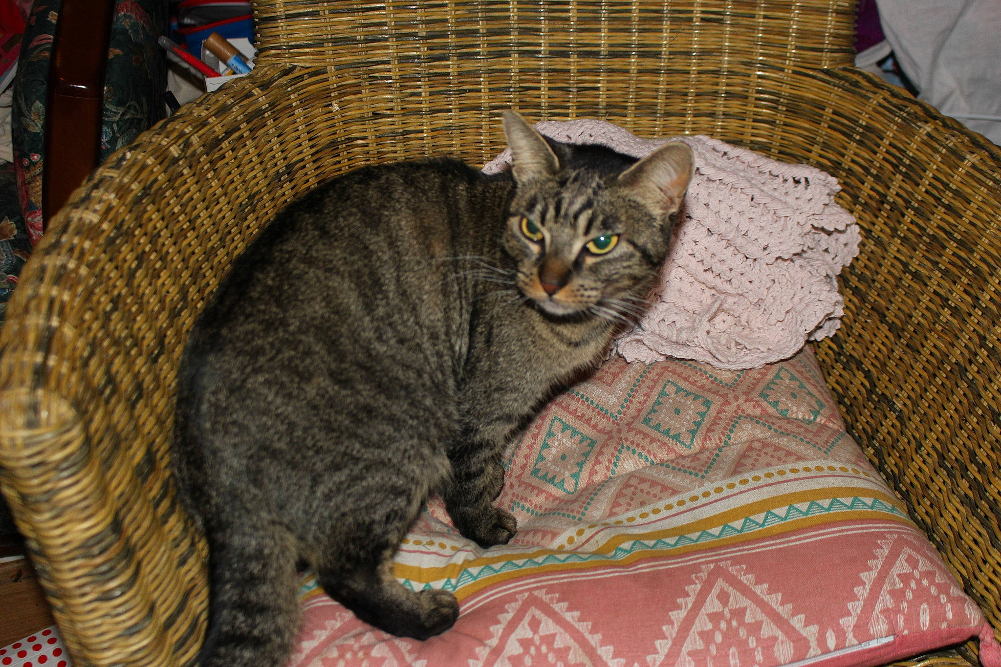 Sam a rejoint le concours — aidez-le/la à gagner de superbes lots ! carnivore, cat, claw, comfort, domestic_short_haired_cat, felidae, flooring, fur, linens, paw, pet_supply, sitting, small_to_medium_sized_cats, snout, tail, terrestrial_animal, tree, whiskers, wicker, wood