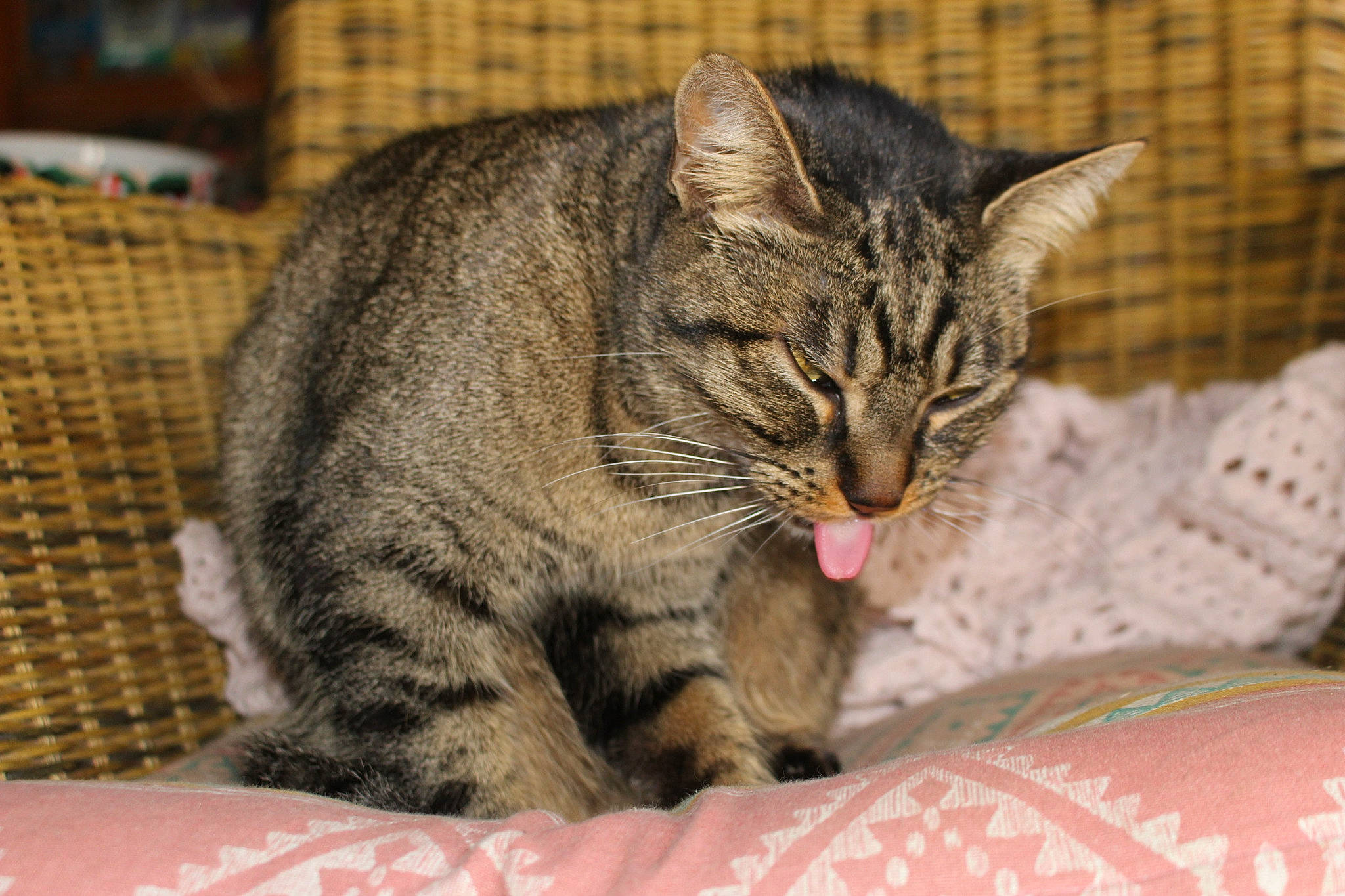 Rosa participe au concours pour gagner de l'argent avec cette photo : carnivore, cat, cat_supply, claw, close_up, comfort, domestic_short_haired_cat, eye, felidae, fur, linens, paw, small_to_medium_sized_cats, snout, terrestrial_animal, whiskers