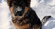 Aïko a rejoint le concours — aidez-le/la à gagner de superbes lots ! dog, puppy, german_shepherd, snow, outdoor, animal, pet, fur, cute, playful, winter, canine, mammal, ears, tail, collar, young, adorable, nature, cold