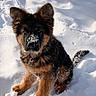 Aïko a rejoint le concours — aidez-le/la à gagner de superbes lots ! dog, puppy, german_shepherd, snow, outdoor, animal, pet, fur, cute, playful, winter, canine, mammal, ears, tail, collar, young, adorable, nature, cold