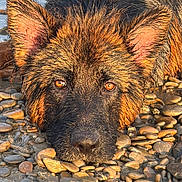 Aïko participe au concours pour gagner de l'argent avec cette photo : dog, wet, river_stones, water, animal, pet, outdoor, closeup, ears, fur, brown, black, face, snout, nature, alert, eyes, portrait, ground, daylight