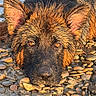 dog, wet, river_stones, water, animal, pet, outdoor, closeup, ears, fur, brown, black, face, snout, nature, alert, eyes, portrait, ground, daylight